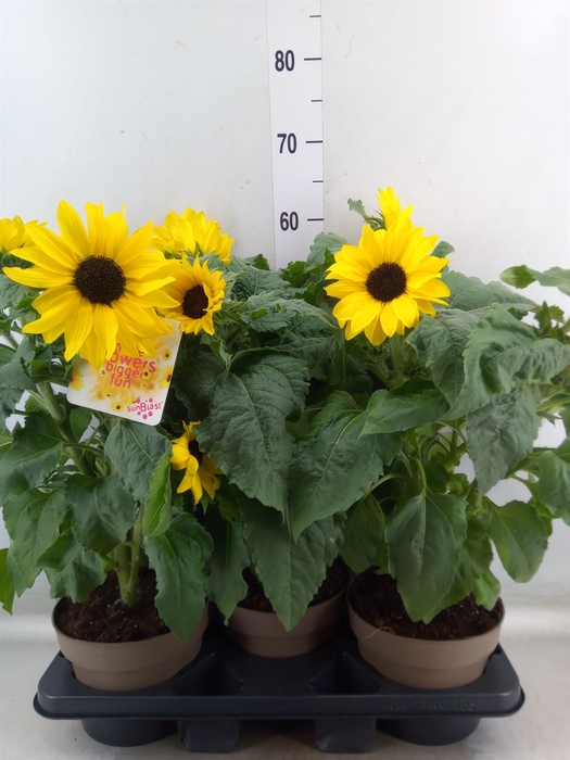 <h4>Helianthus an. 'Sunfinity Yel Cent'</h4>