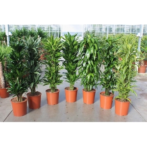 Dracaena fragrans mixkar 30