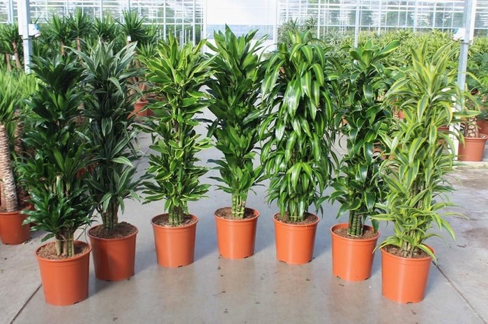 <h4>Dracaena fragrans mixkar 30</h4>