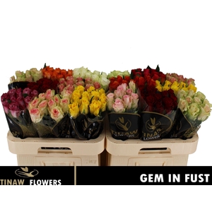 R GR GEM IN FUST