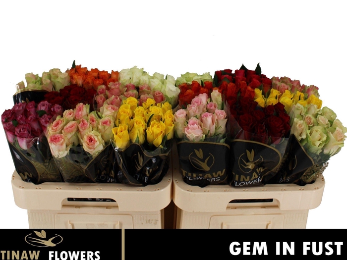 <h4>R GR GEM IN FUST</h4>