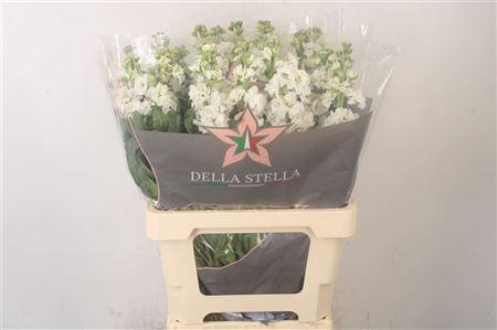 <h4>Matth Iron White</h4>