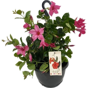 MANDE SUN PINK