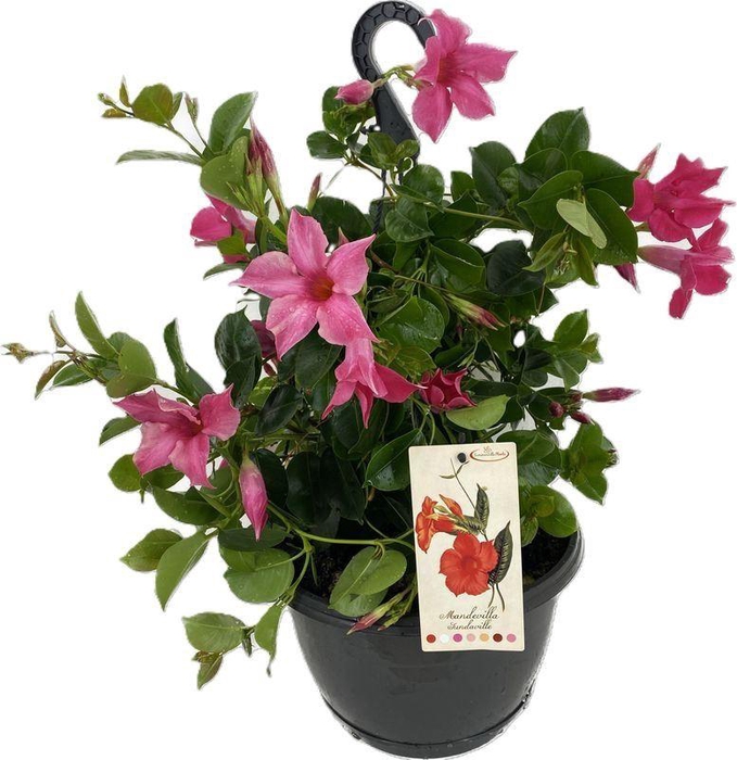 <h4>MANDE SUN PINK</h4>