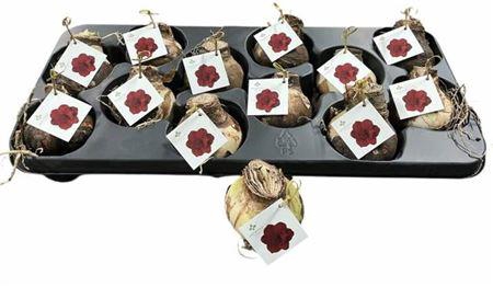 <h4>Bloembol Hippeastrum</h4>