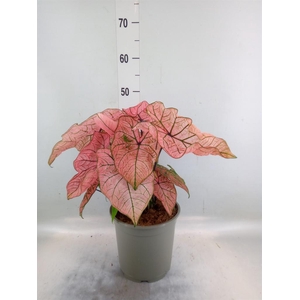 Caladium   ...