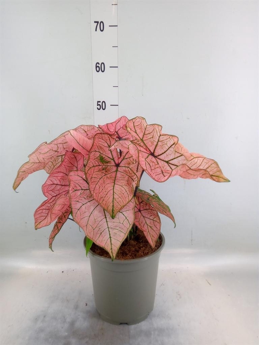 <h4>Caladium ...</h4>