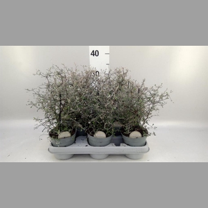 Corokia cotoneaster