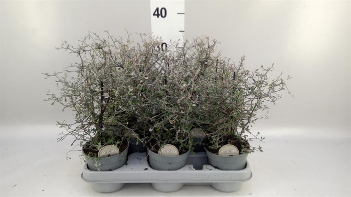 <h4>Corokia cotoneaster</h4>