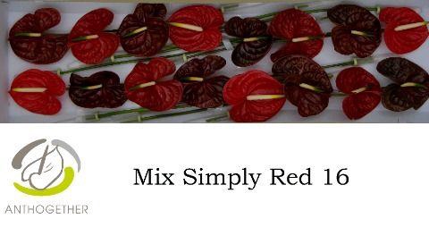 <h4>Anth A Simply Red 11 cm X16 Spek Flowers</h4>