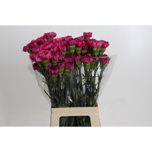 Dianthus St Bernard