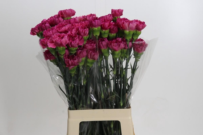 <h4>Dianthus St Bernard</h4>