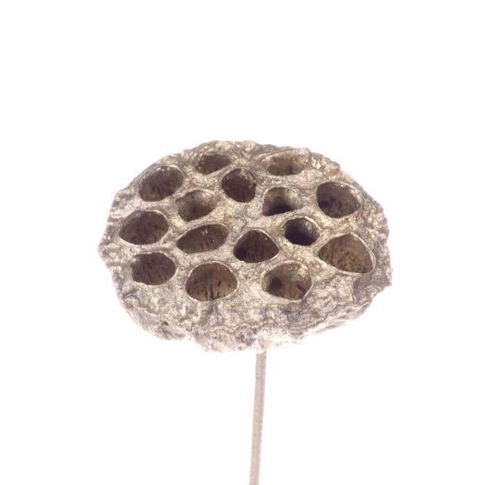 <h4>Lotus Med. O/s Champ Gold</h4>