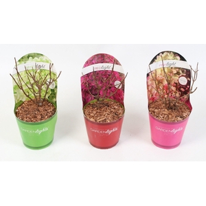 Hydrangea Paniculata (Gardenlight MIX) 12 cm in potcover