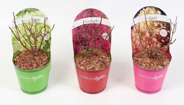 <h4>Hydrangea Paniculata 17 cm (Gardenlight Mix) in Potcover</h4>