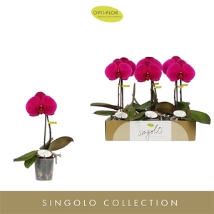 Singolo Shima