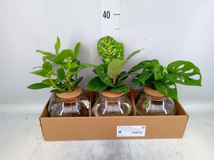 <h4>Planten  ..mix</h4>