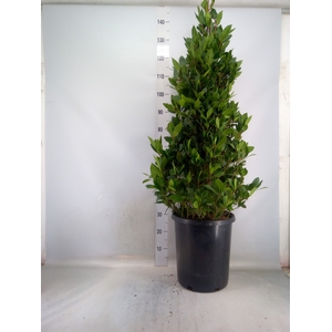 Laurus nobilis