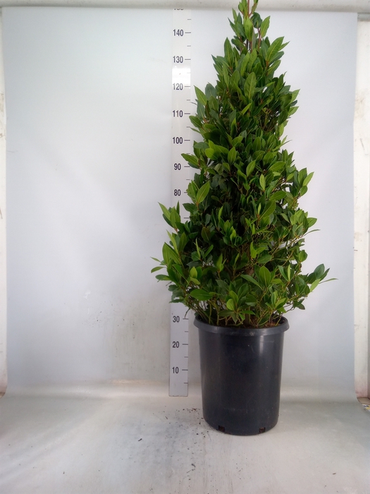 <h4>Laurus nobilis</h4>