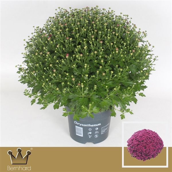<h4>Chrysanthemum P19 Jasoda Mauve</h4>
