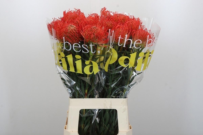 <h4>LEUCO CO SUCCESSION</h4>