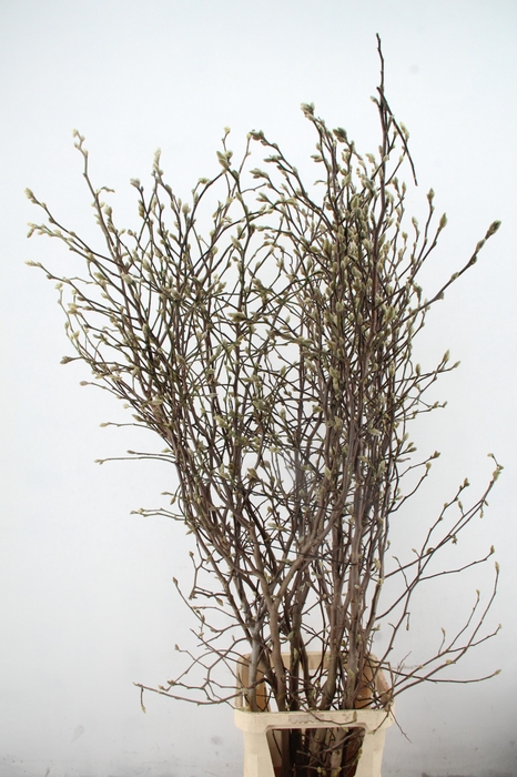 <h4>MAGNOLIA ROYAL STAR</h4>