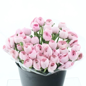 Ran Su Sr Hanoi Pink Super Sup