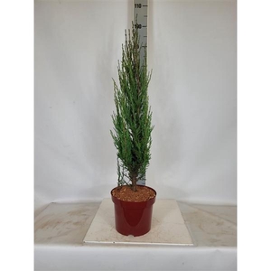 Juniperus scopulorum 'Blue Arrow' C5 50-60