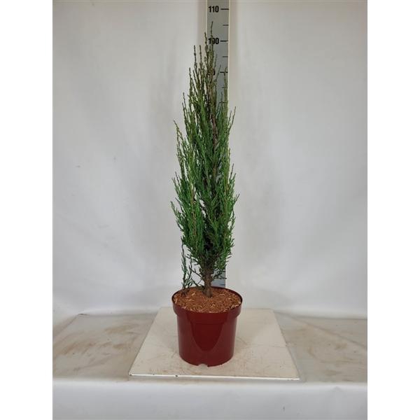 <h4>Juniperus scopulorum 'Blue Arrow' C5 50-60</h4>
