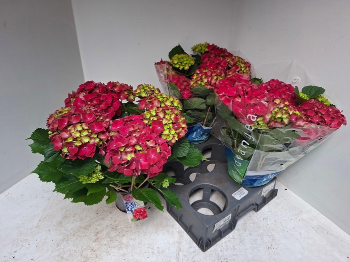 <h4>HYDR M HI FIRE</h4>