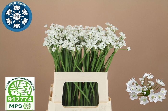 <h4>ALLIUM FLOCON</h4>