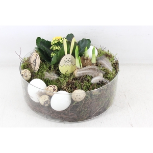 arr2 PL - Glas cilinder laag kal. narcis