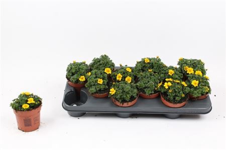 <h4>Bidens Yellow</h4>