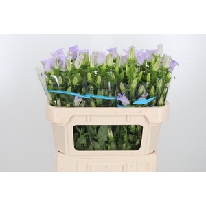Campanula Cham Lavender