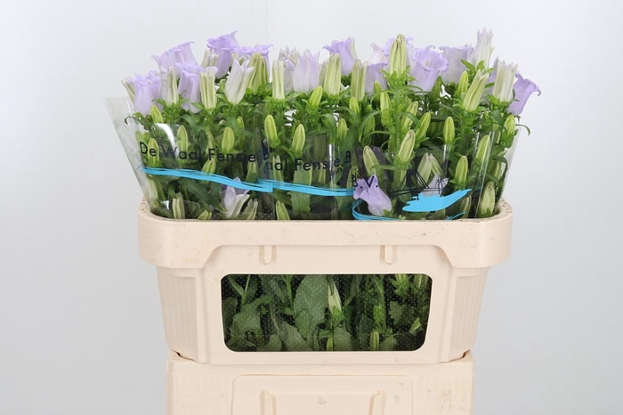 <h4>Campanula Cham Lavender</h4>