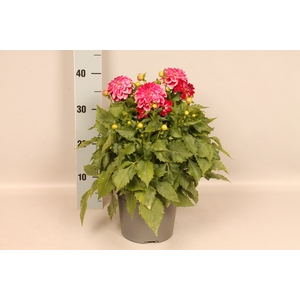 Dahlia 19 cm Hot Pink Ice