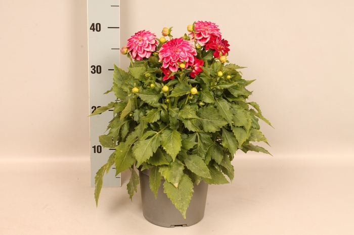 <h4>Dahlia 19 cm Hot Pink Ice</h4>