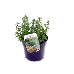 Thymus citr. Lemon