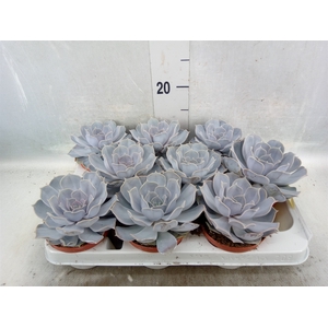 Echeveria lilacina