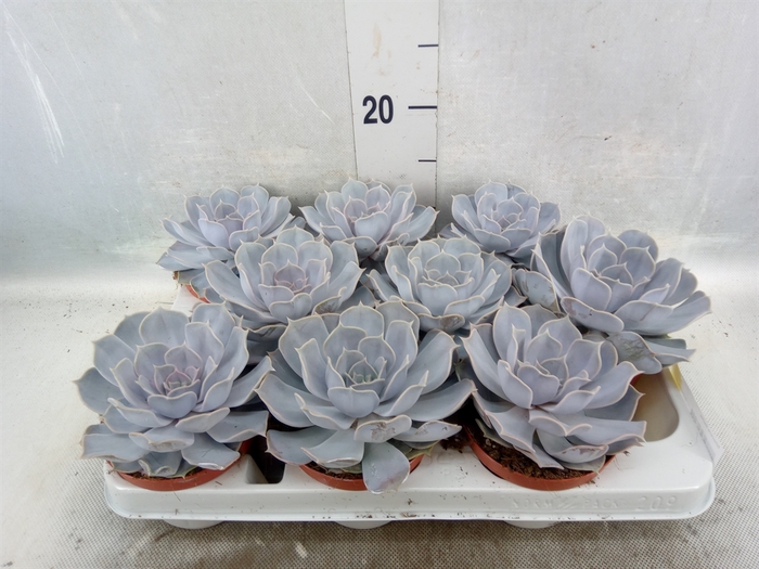 <h4>Echeveria lilacina</h4>