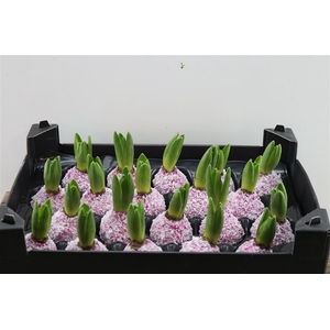 Wax Hyacinth Snow Fuchsia