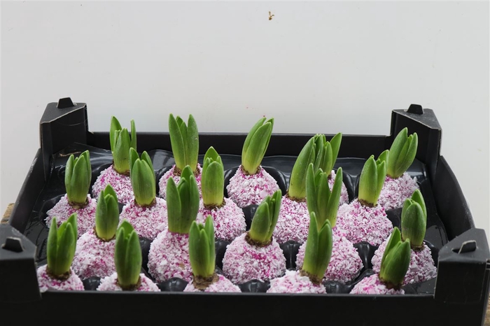 <h4>Wax Hyacinth Snow Fuchsia</h4>