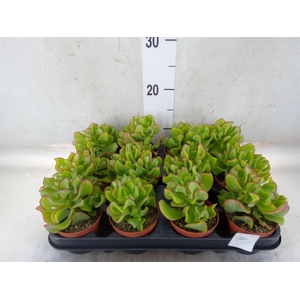Crassula arborescens