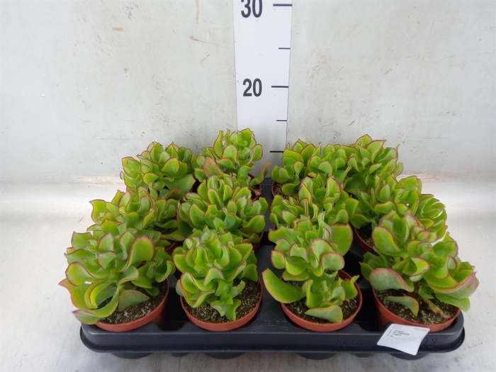 <h4>Crassula arborescens</h4>