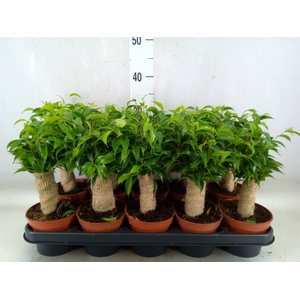 Ficus benja. 'Natasja'