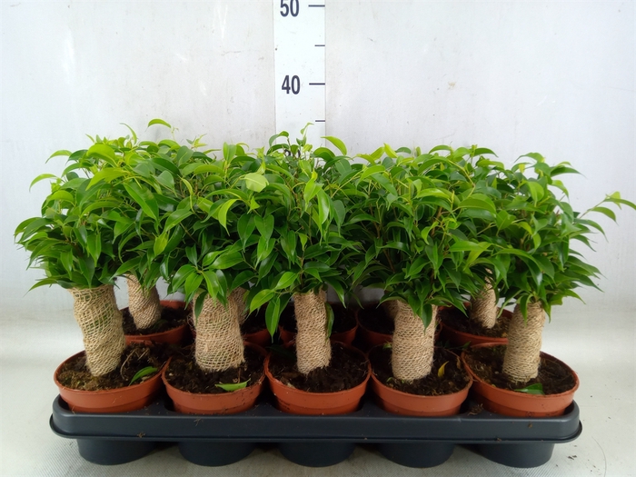 <h4>Ficus benja. 'Natasja'</h4>
