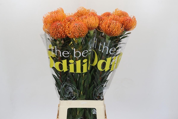 <h4>Nutans Ayoba Peach</h4>