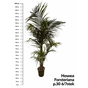HOWEA FORSTERIANA