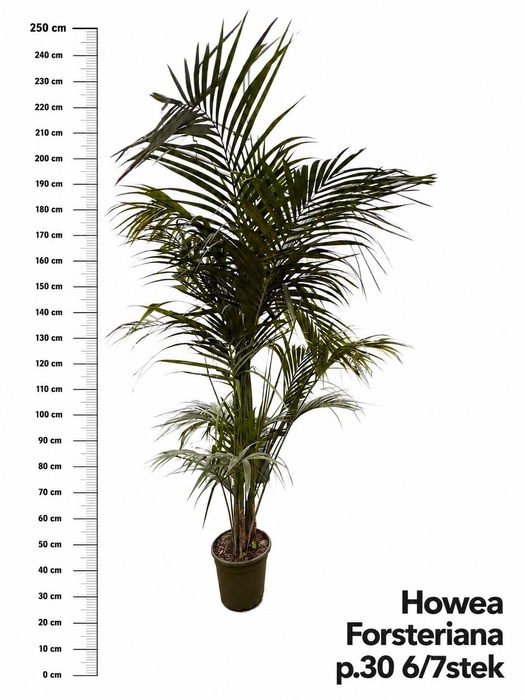 <h4>HOWEA FORSTERIANA</h4>
