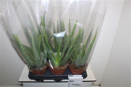 <h4>Aloe Vera</h4>